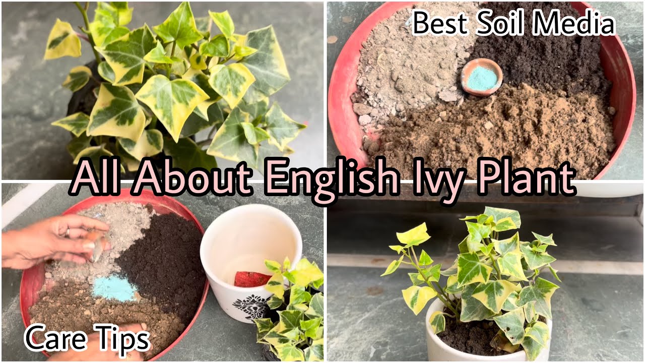 All About English Ivy Plant || English Ivy Plant Care Tips || Best Soil Mix for English Ivy 🪴 