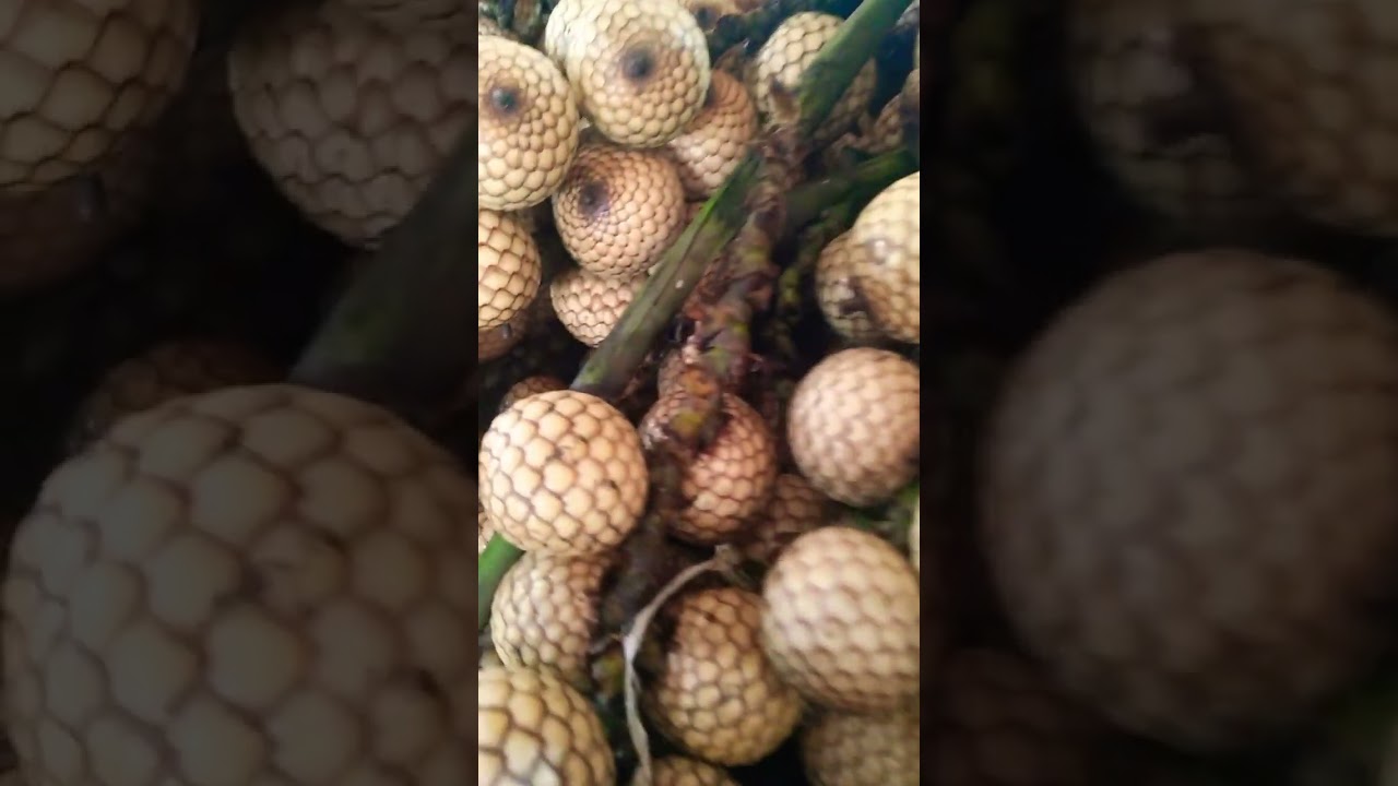 #AMAZING! #FRUITS!!#RATTAN!!#YANTOK!