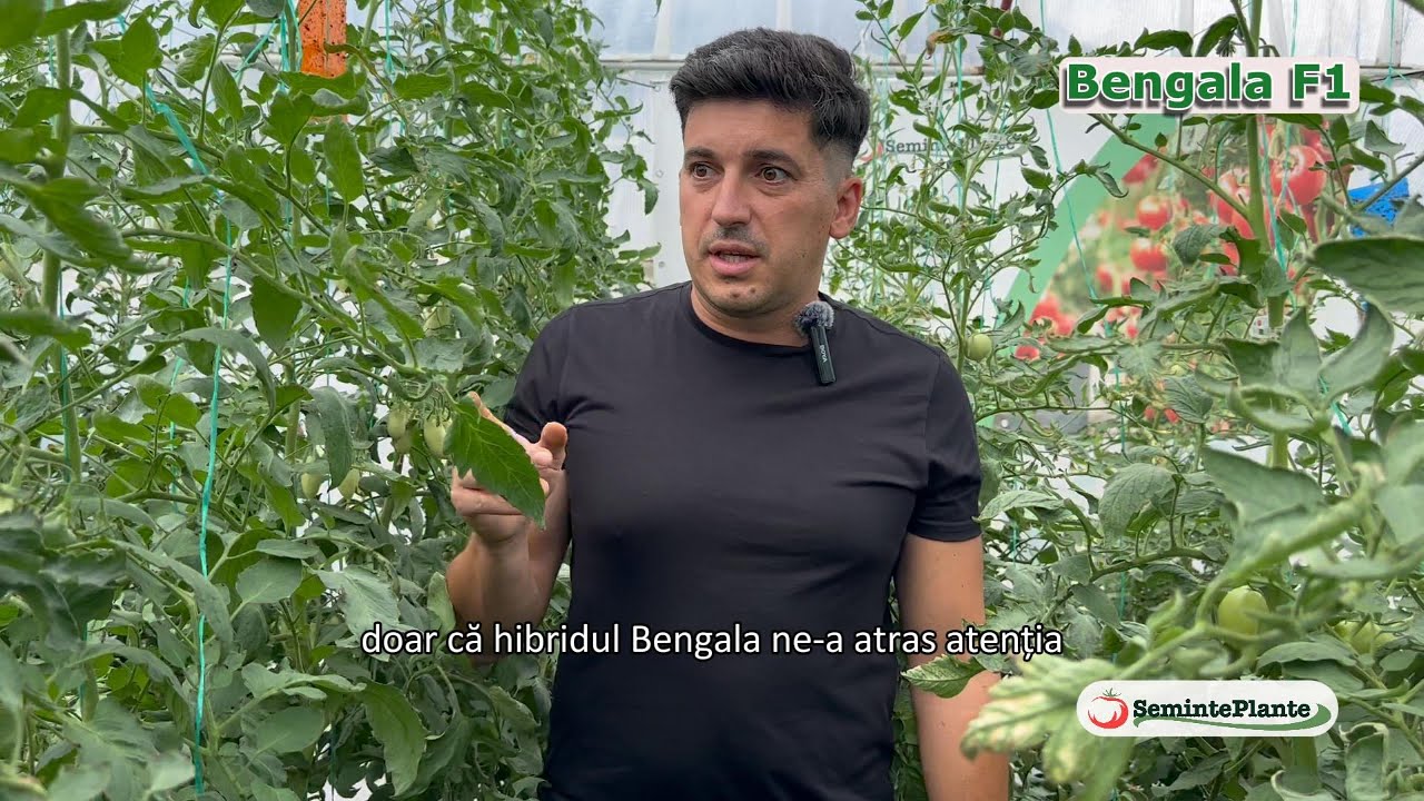 Avantajele hibridului de tomate Bengala F1