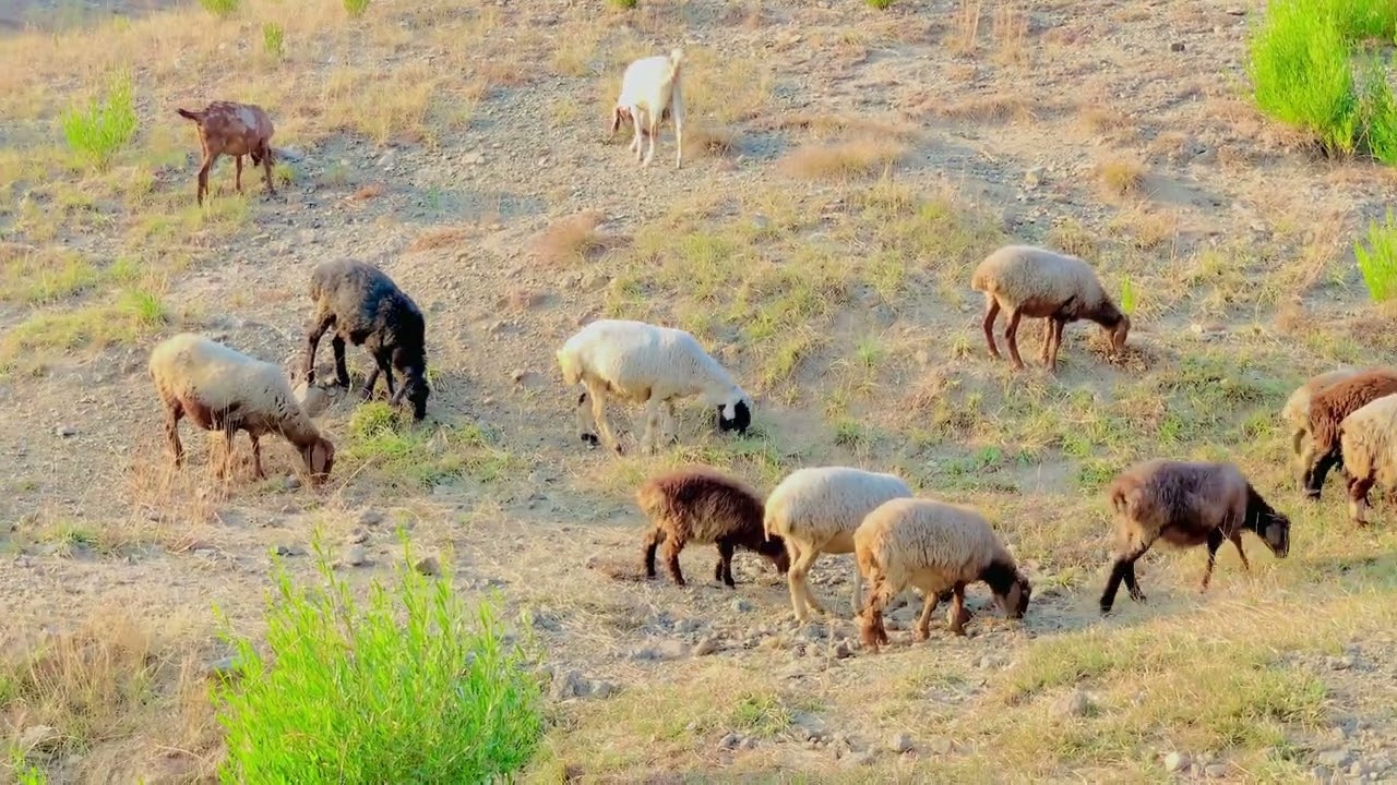 The Great Green Commute sheeps and Goats Grazing Along the Road