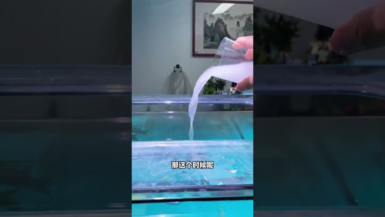 鱼缸保持清澈透亮鱼儿健康活跃的秘诀就是硝化细菌#养鱼日记 #硝化细菌 #新手养鱼