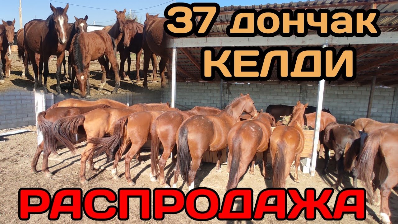 РАСПРОДАЖА 😱Дончак 37 БАШ БЭЭ КЕЛДИ