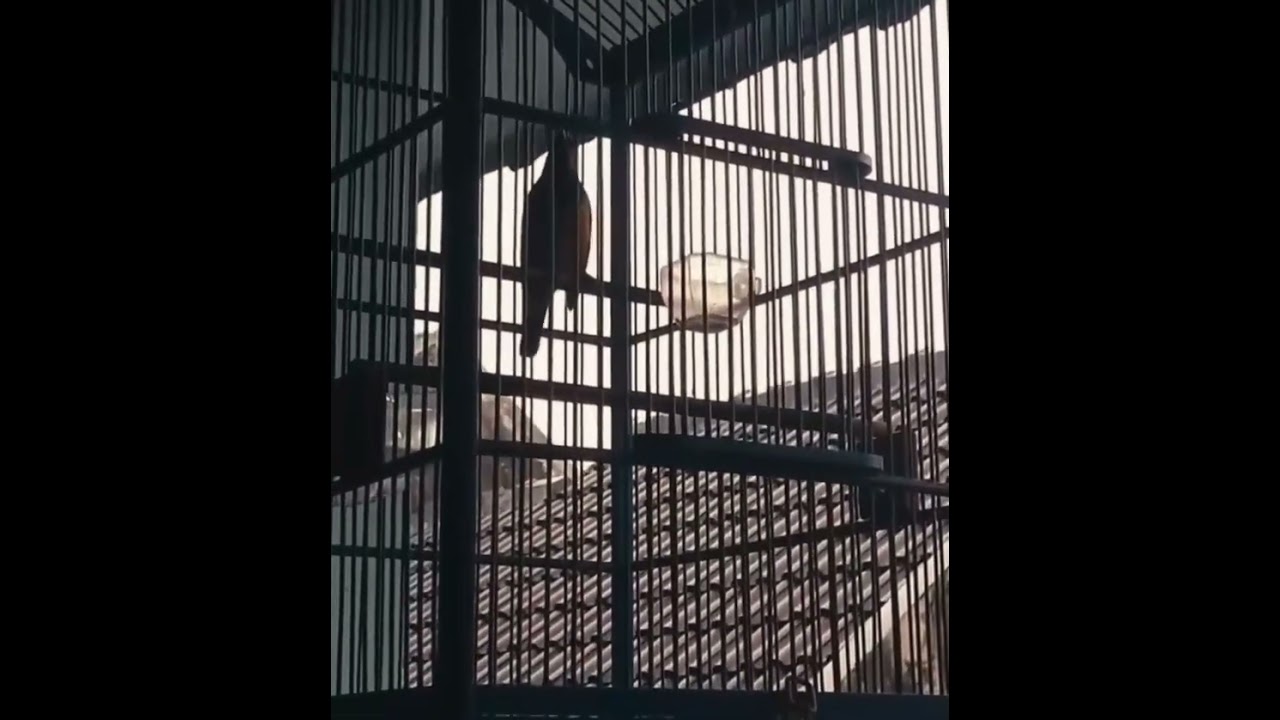 Cucak cungko #kunbirdfarm #viral #trending 