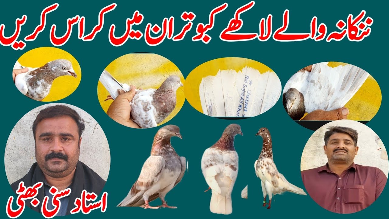 NANKANA WALY LAKHY KABOOTAR IN ME.CROS KARIN 