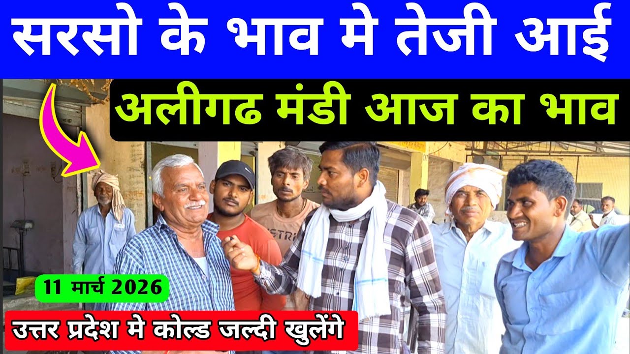 सरसो के भाव 6500 पहुंचेंगे या नहीं/आज का सरसो का भाव/सरसो का भाव आज का/पीली सरसो का भाव/ अलीगढ मंडी 