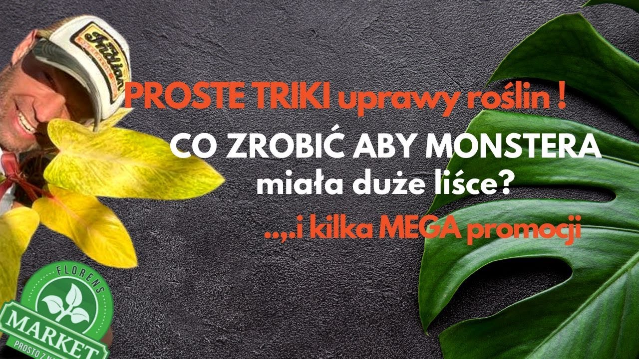 MONSTERA Thai dla każdego🌿i sporo nieoczekiwanych zdarzeń.Rośliny doniczkowe łatwe do rozmnożenia💚