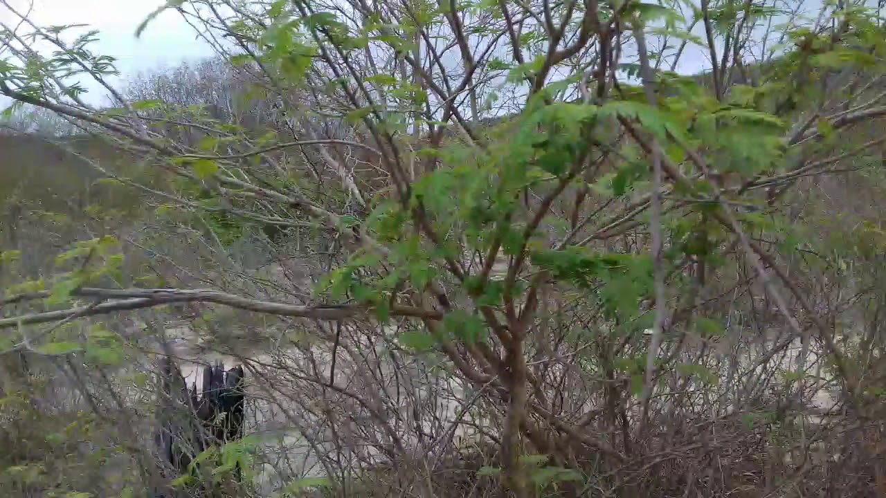 Manejo arroxado ,foxhound &eacute; aqui,Canil Negreiros!!!