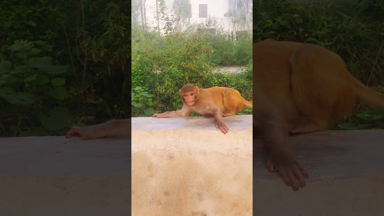Monkey is fear 