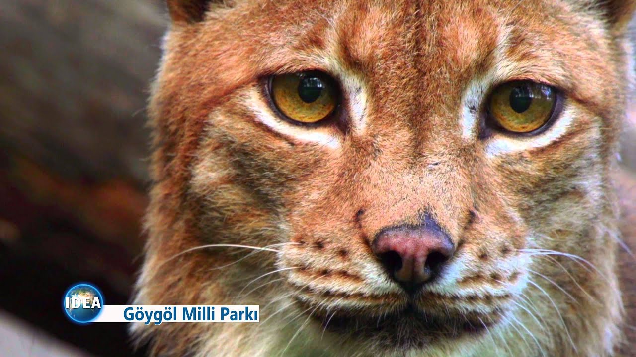 Göygöl milli parkı
