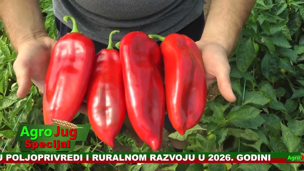 Emisija o poljoprivredi : : AgroJug specijal :: Poljoprivreda 2026 : : : 2556::: 7-2-2026