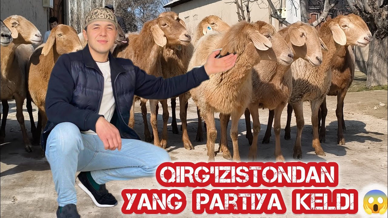 😱🇰🇬 ARASHAN PARODA QO'YLAR puli YENGIL😱hammasi BO'G'OZ #arashan #qochqorboqish #andijonbozor #rek 