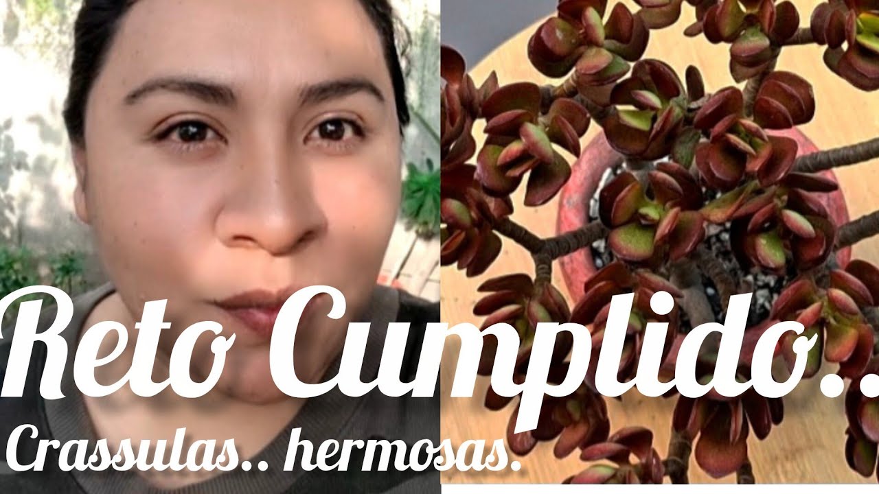 RETO CUMPLIDO..Crassulas hermosas. #plant  #plantas #flores #suculentas 