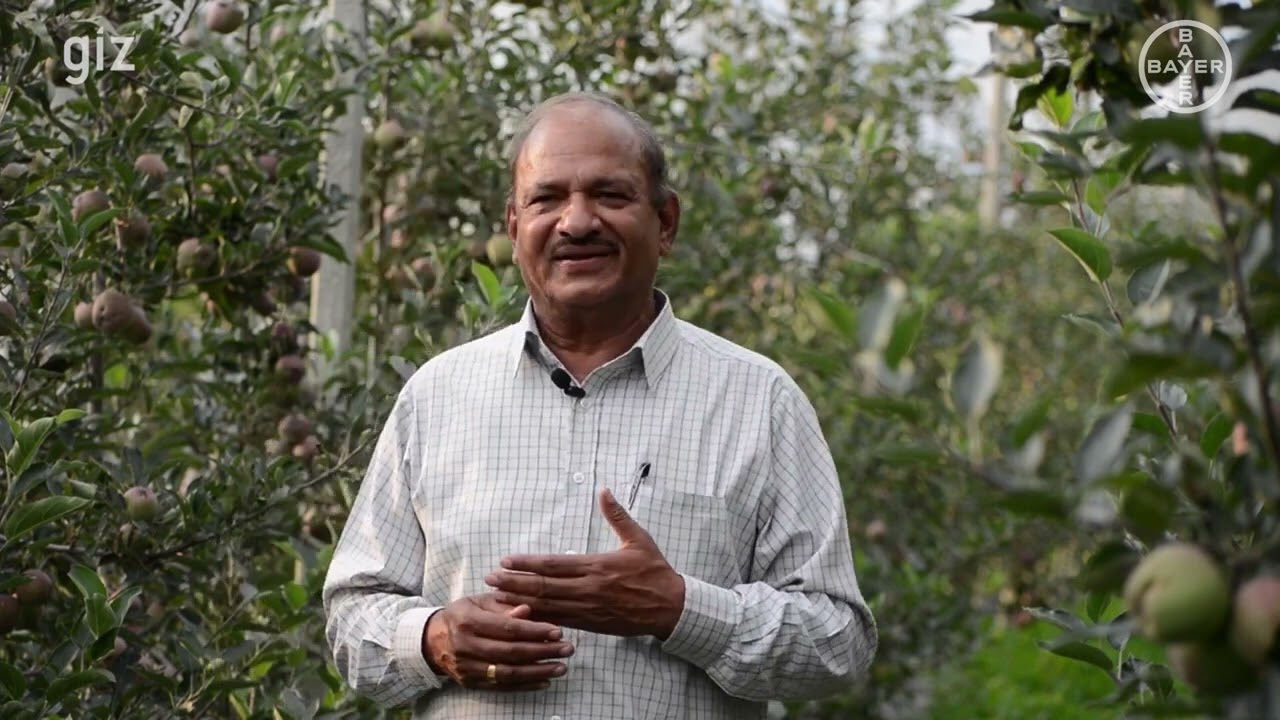 Canker Diseases | Diseases in Apple Orchards I कैंकर रोग। सेब में लगने वाले रोग