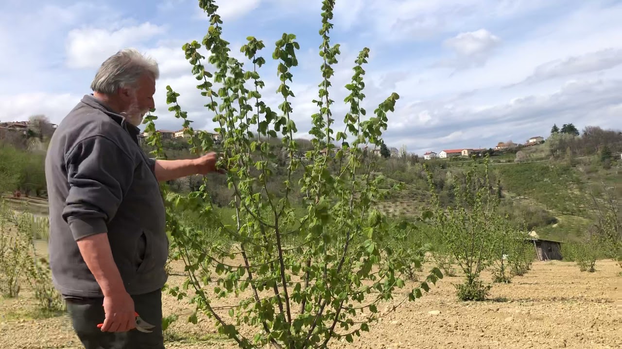 Potatura nocciolo