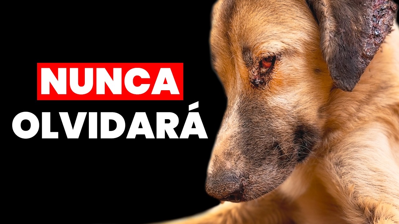 Perro supera el trauma y encuentra la felicidad tras ser rescatado