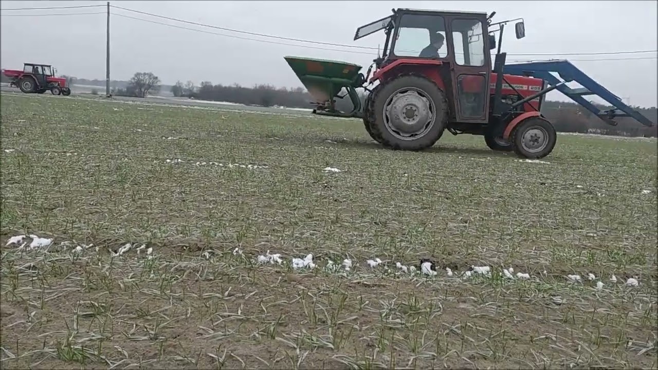 Akcja-nawozy-2023-o-poranku | Siejemy-nawozy-2023-korn-kali | Massey-Fergusson-255-w-akcji-Zetor7245