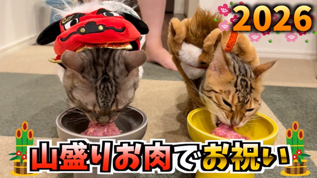 年明けの初ご飯をお肉だけにしたら、食欲が止まらないルトとロゼ