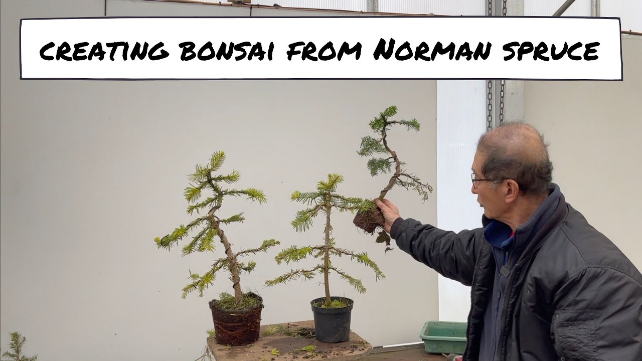 Creating Bonsai from Nordman Spruce