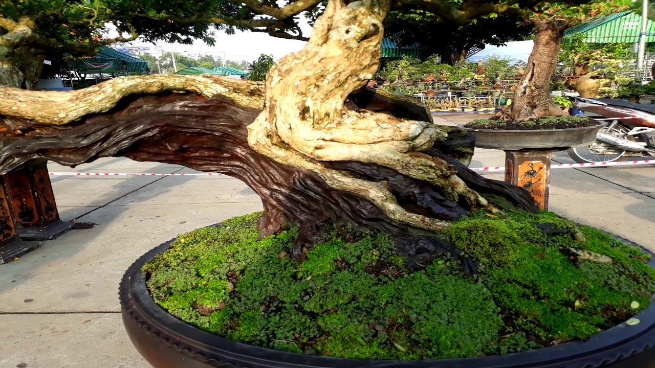 Wrightia religiosa Bonsai -  Beautiful bonsai