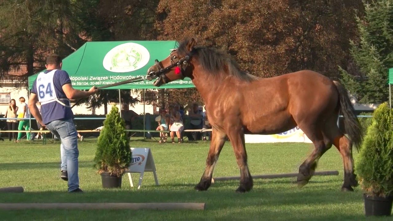 Klikowska Parada Konna PKZ Klacze Roczne i Dwuletne - Tarnów 2016 r.