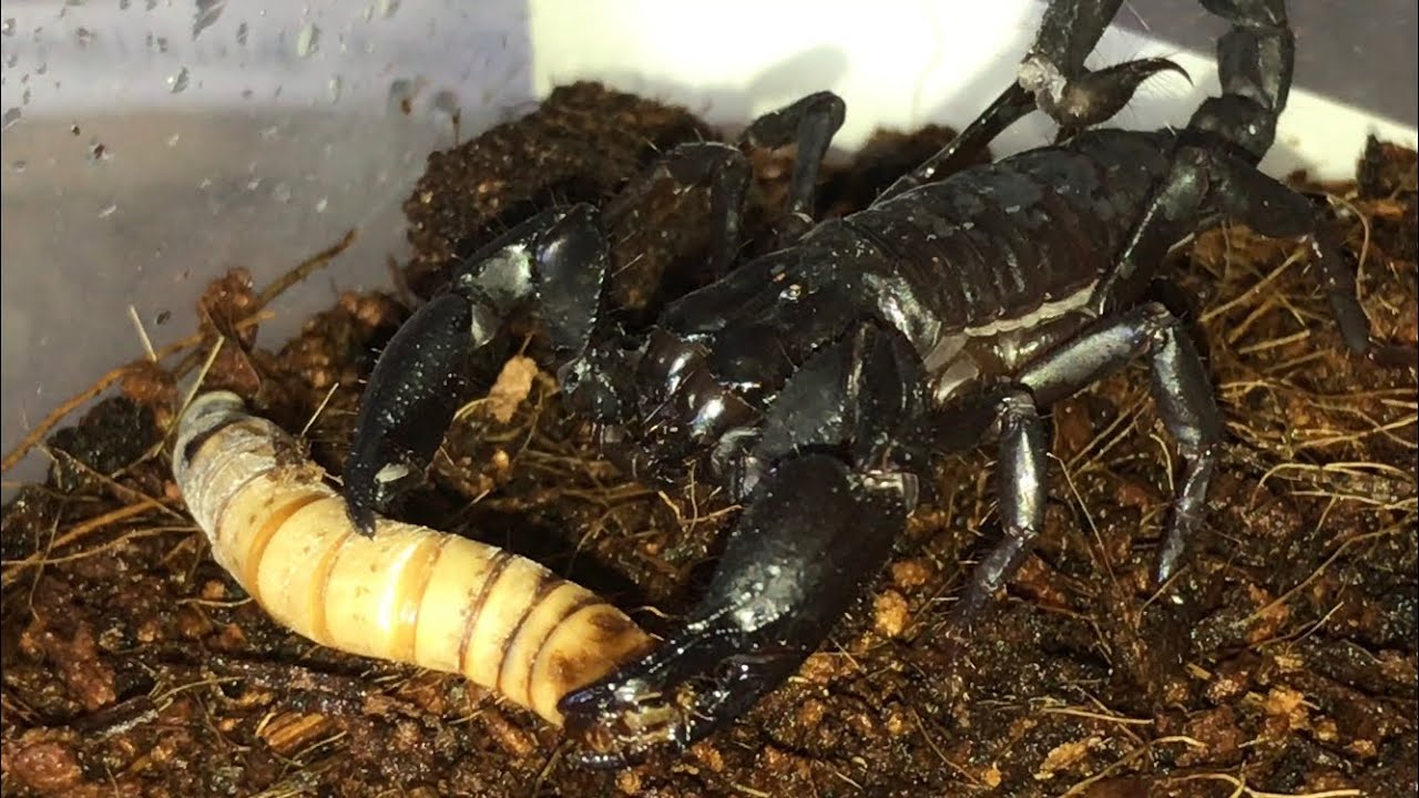 Let’s Feed Some Scorpions