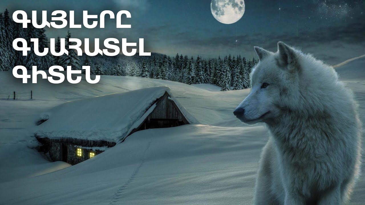 Յուրահատուկ դեպք Տղամարդը փրկեց Գայլի կյանքը Իսկ հիմա կենդանին նրանից չի հեռանում