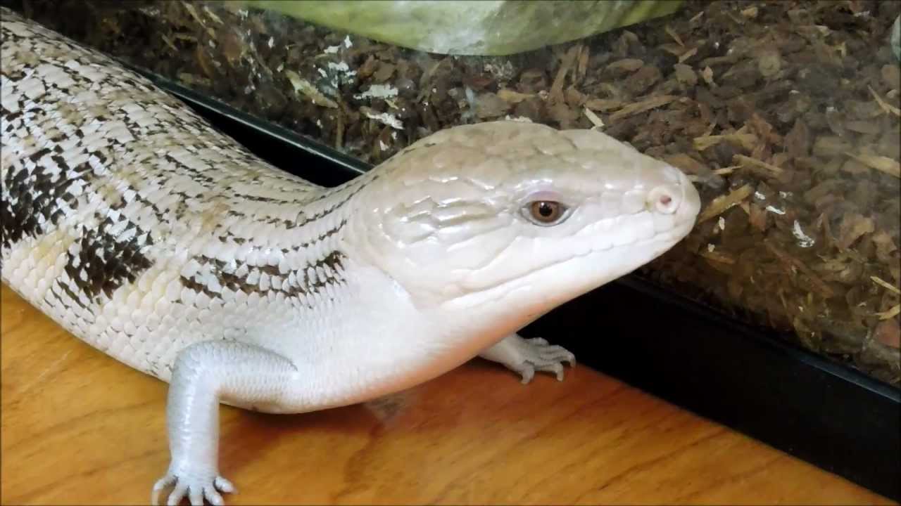Blue-Tongued Skink Petting, San Bernardino Natural History Museum, California