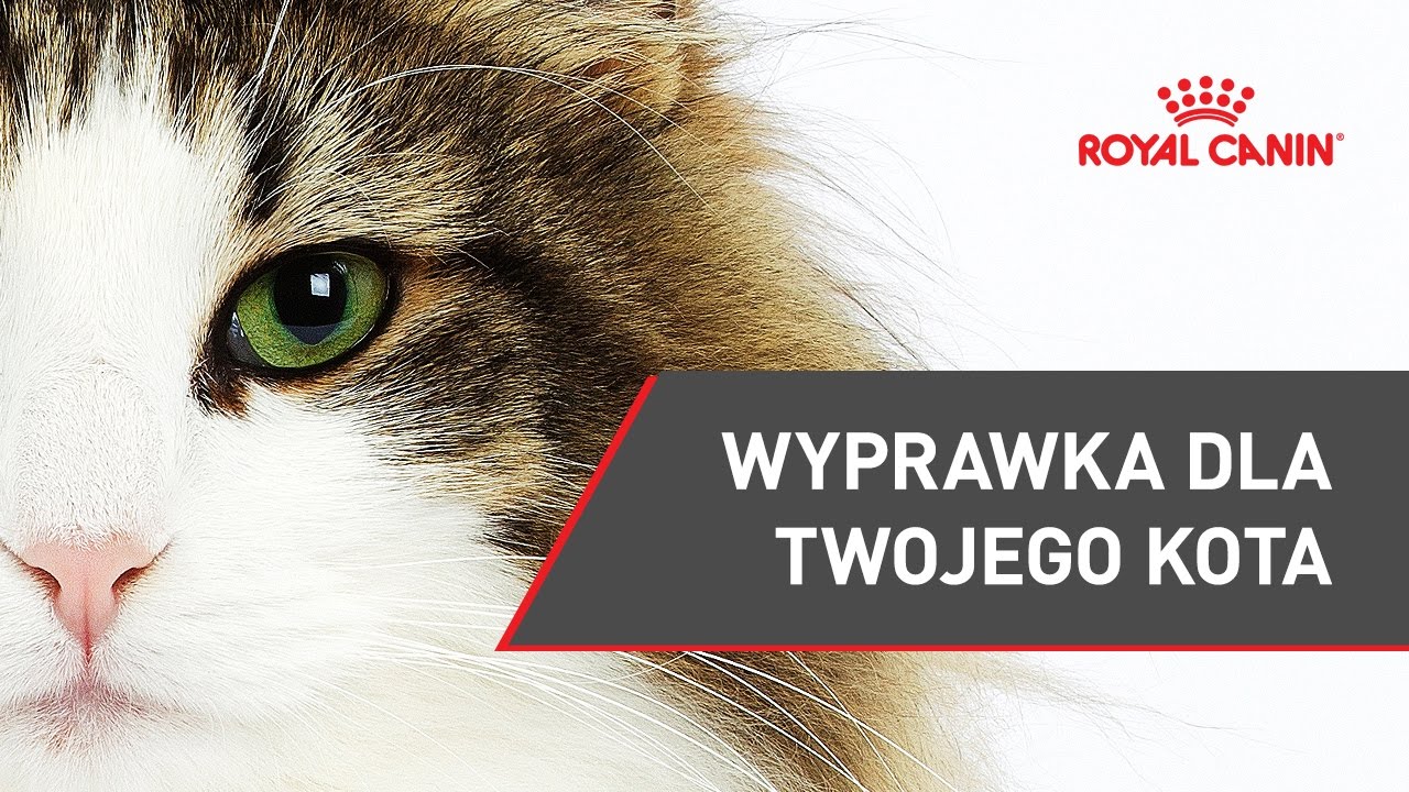 Wyprawka dla Twojego kota || ROYAL CANIN