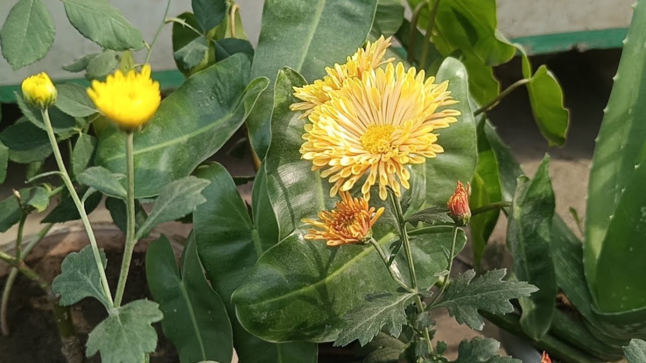 How to grow Dahlia flower plant from cutting#terrace #garden#propagation from cutting