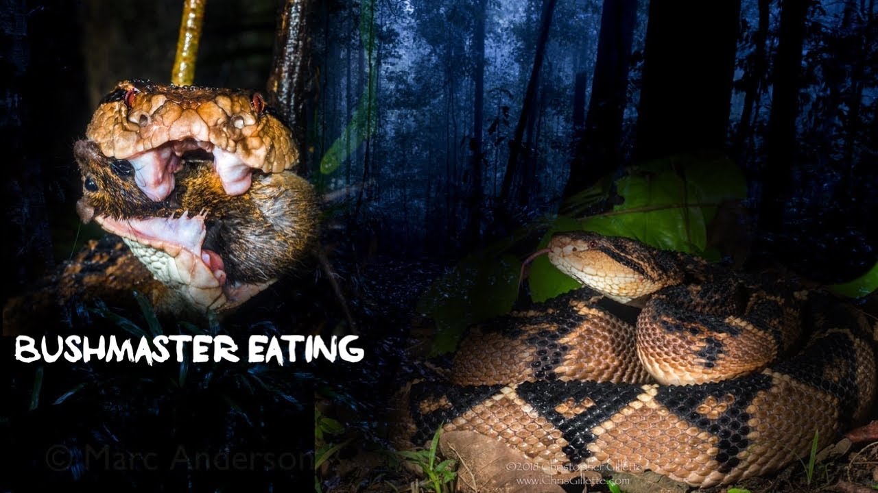 We found ANOTHER wild bushmaster!