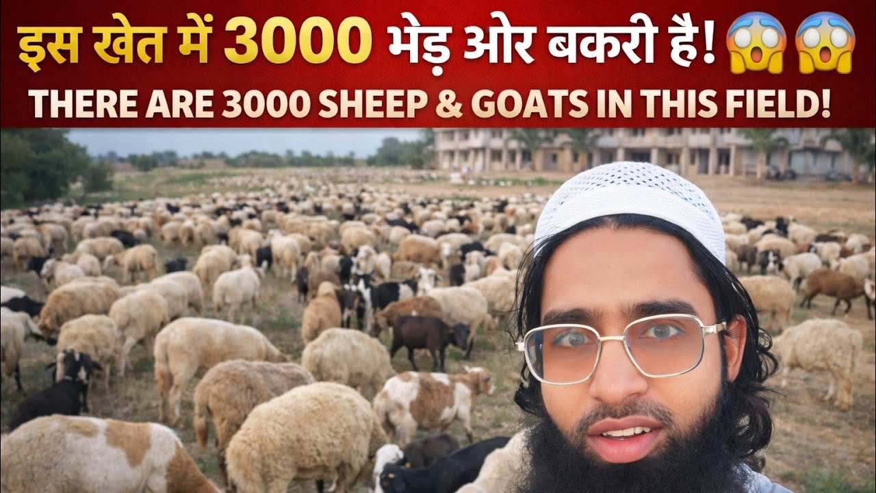इस खेत में 3000 भेड़-बकरियां 😲 | 3000 Sheep & Goats in This Field! Vlog Number #13 
