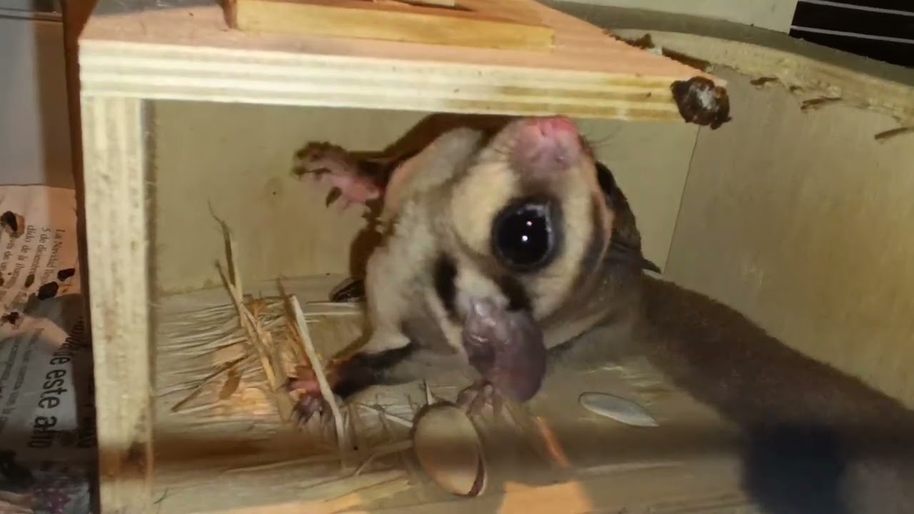 #petaurodelazucar 
