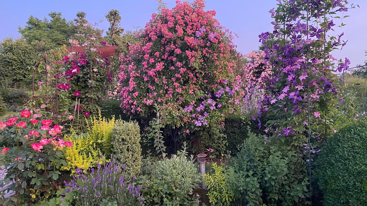Прогулка по саду . Цветут розы, клематисы, многолетники.