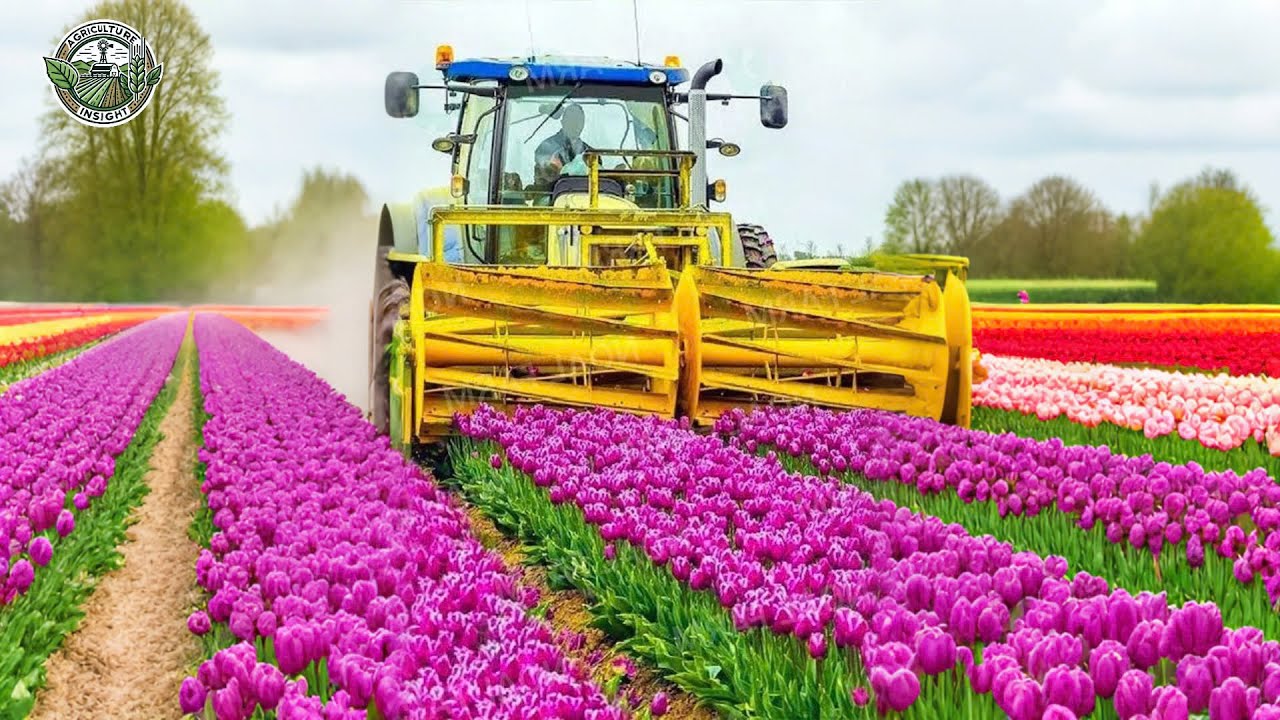 4 Billion Tulip Bulbs Are Harvested And Processed This Way | Farming Documentary