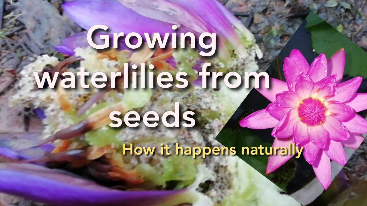 How waterlily seeds germinate naturally|waterlily secrets