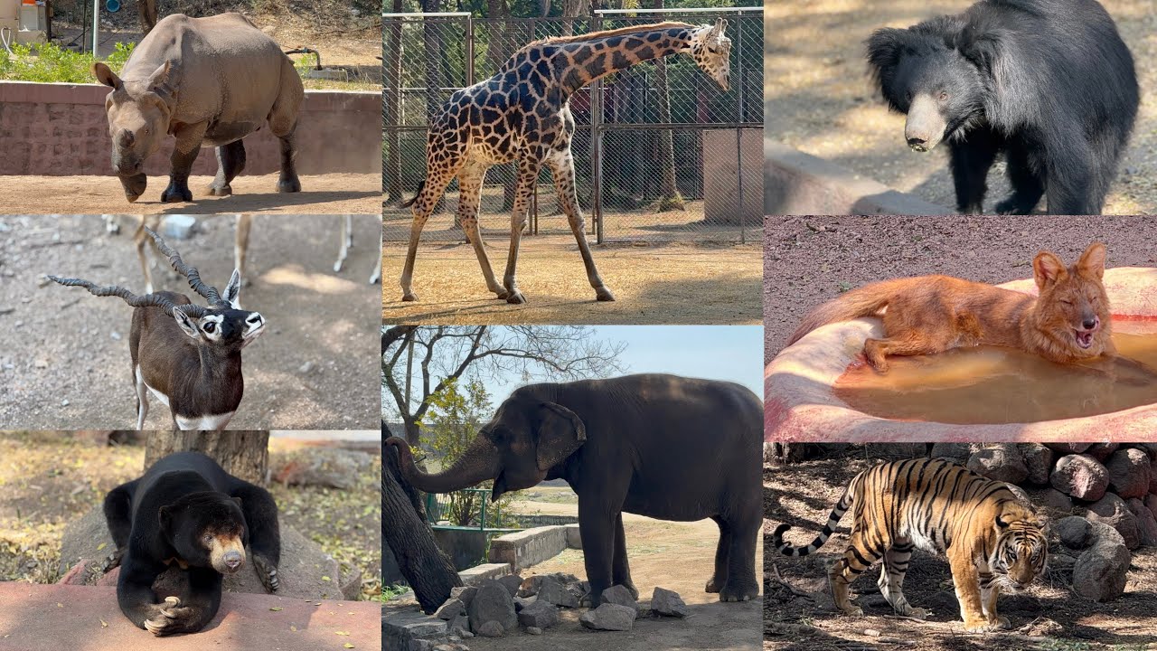 Nehru Zoological Park Hyderabad | Hyderabad Zoo Park Full Tour | Mir Alam Tank