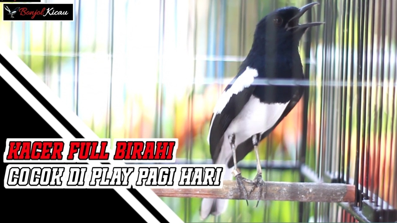 PALING COCOK DI PLAY SAAT PENGEMBUNAN AGAR KACER MAU NGEPLONG - BONJOL KICAU