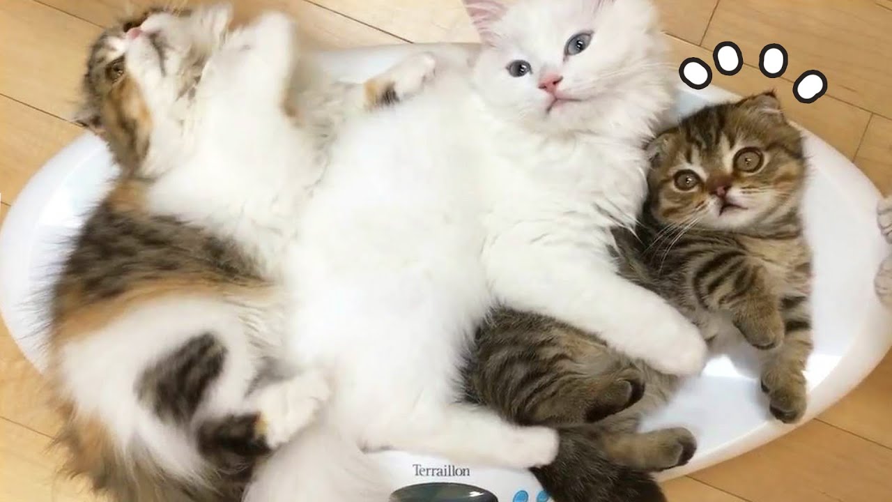 루루가 아파요
