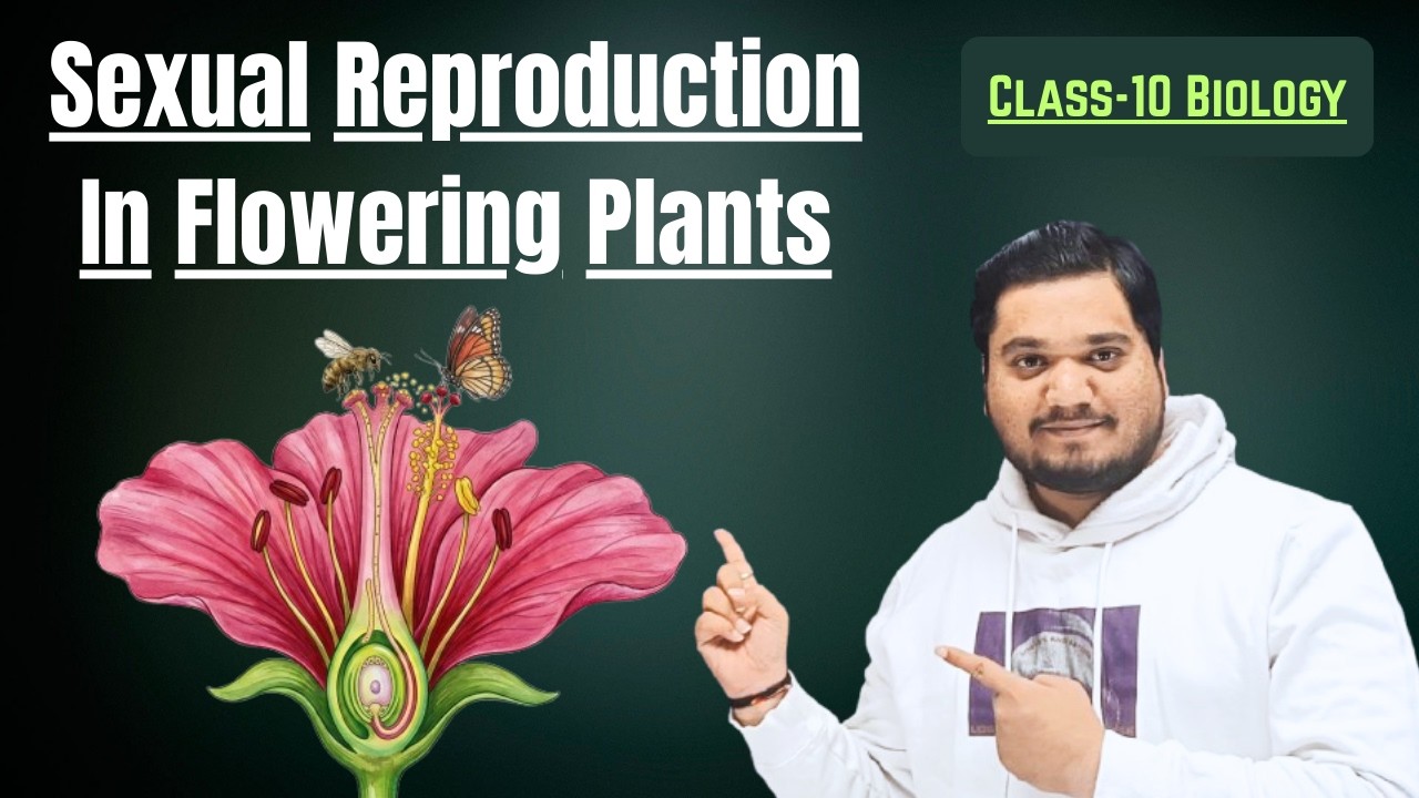 Sexual Reproduction in Flowering Plants | Class 10 Biology | NCERT Full Explanation