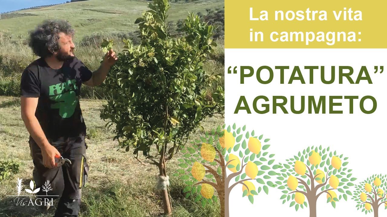 LNVIC: Potatura giovani agrumi