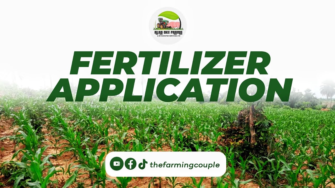The Best Time to Apply Fertilizer on Your Maize Plantation