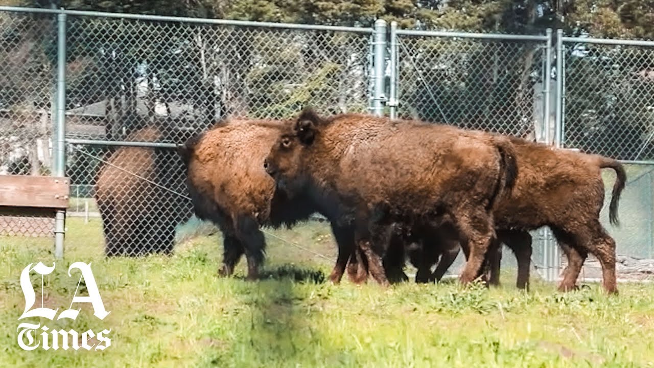 Five new baby bisons join herd at San Francisco's Golden Gate Park