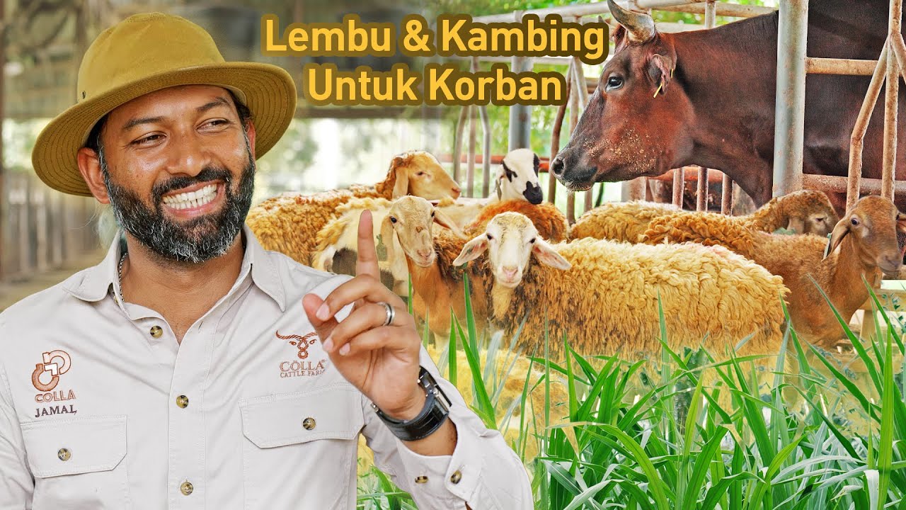 Ladang Lembu & Kambing BUMIPUTERA Terbesar di Malaysia | Colla Cattle Farm