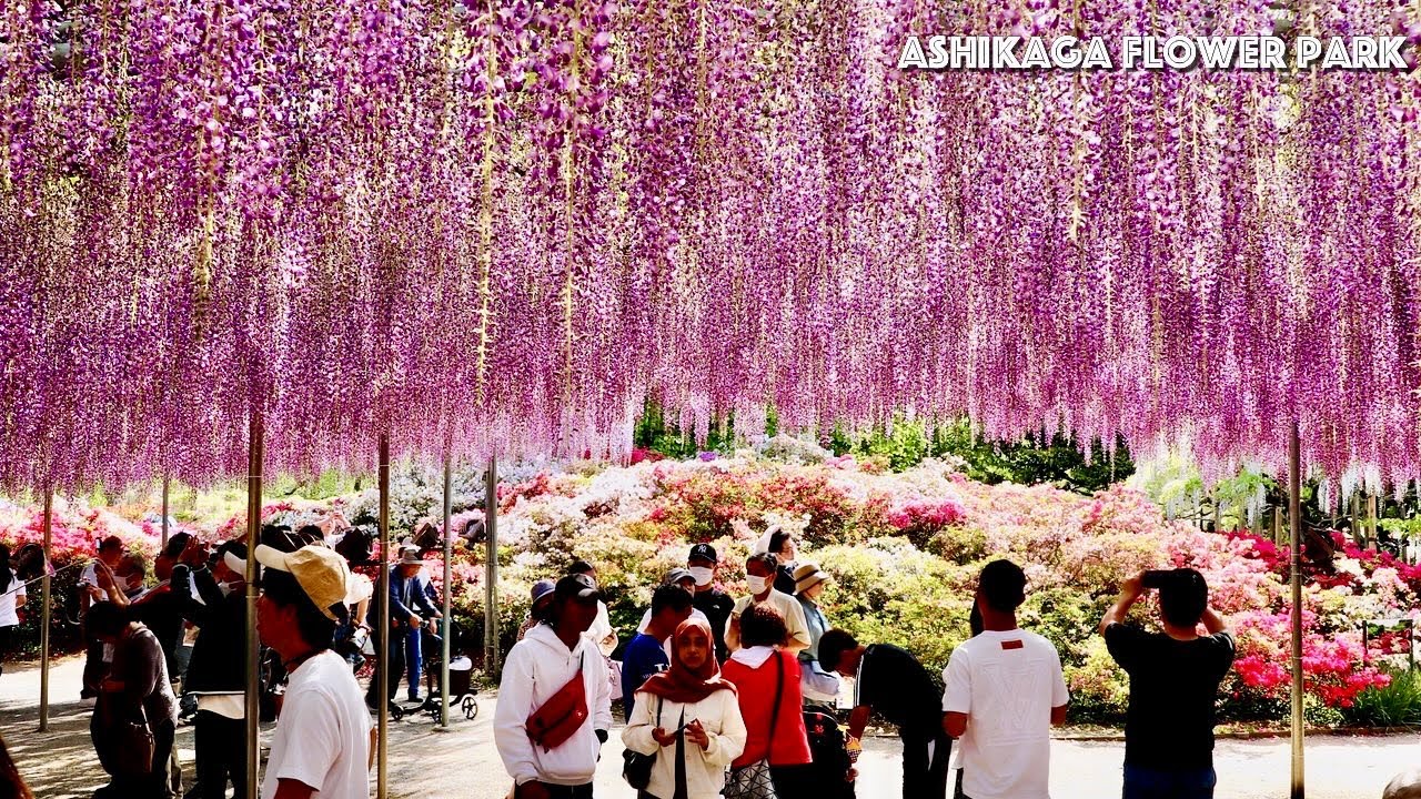 Ashikaga flower park【あしかがフラワーパーク】| Top 10 best spots in Japan  #explorejapan #japan #4k