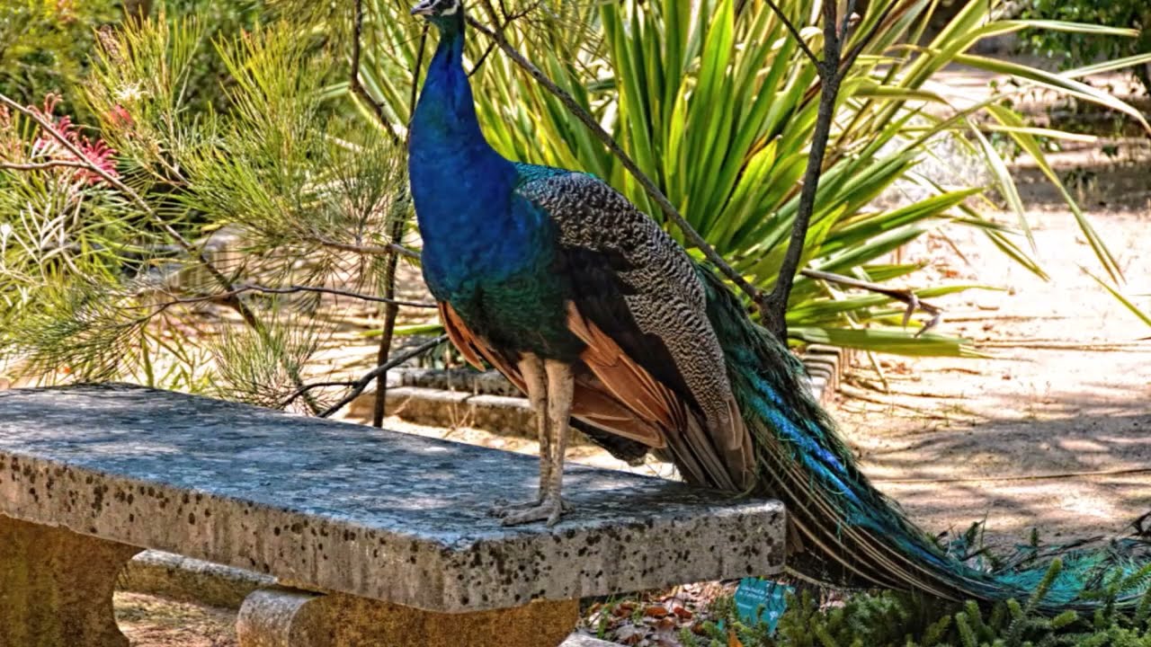 Passeio ao Palácio da Ajuda e ao Jardim Botânico