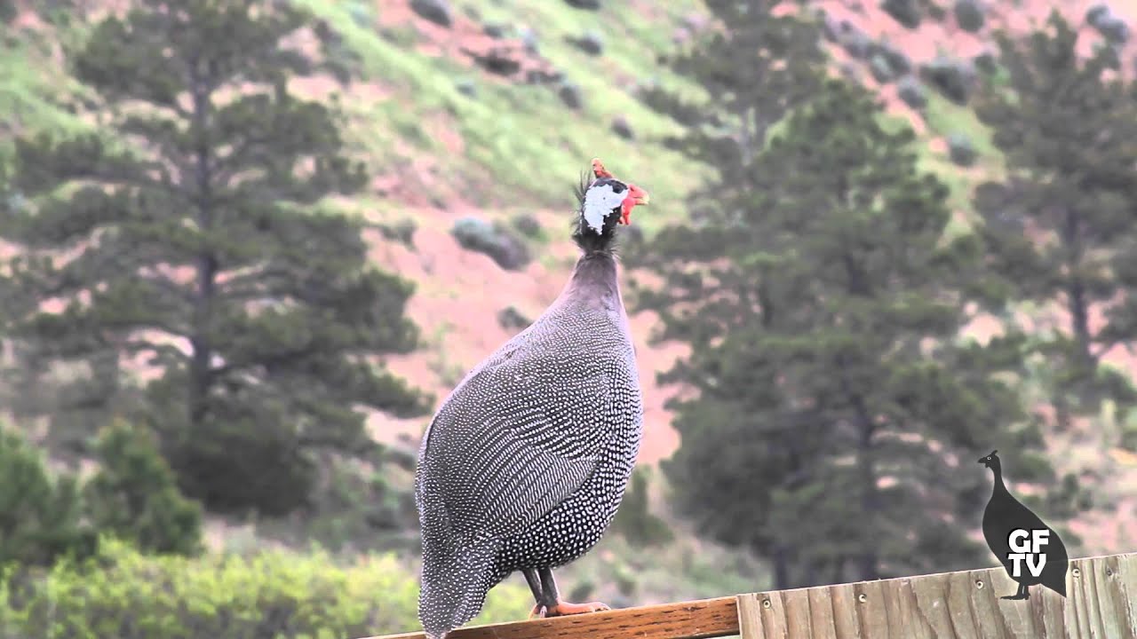 Male Guinea Fowl Sounds & Calls