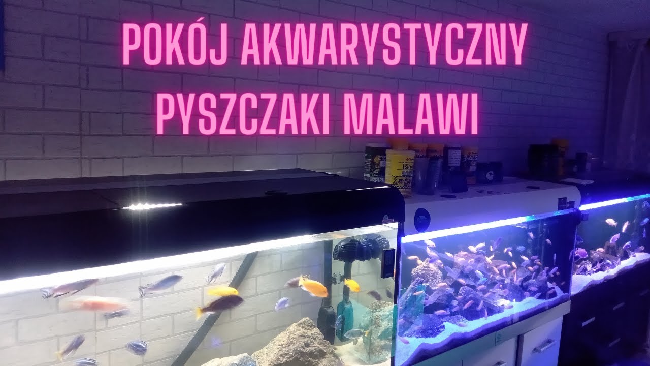 14. Pyszczaki Malawi - pok&oacute;j akwarystyczny (25.04.2024)