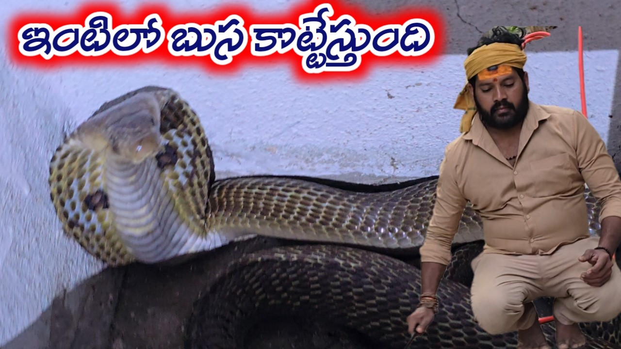 ఇంటిలో బుస కొట్టేస్తుంది SNAKE catching in kothalanka ganesh varma latest