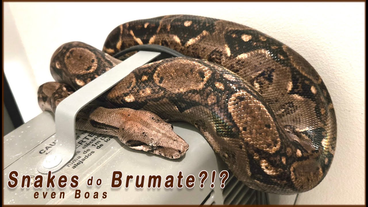 Что бы вы сделали с Мэнни? Необычное поведение или инстинктивное?