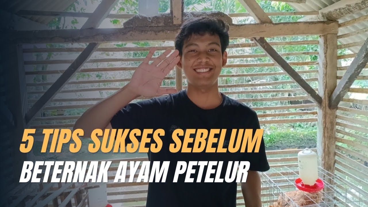 Sebelum ternak ayam petelur WAJIB TONTON VIDEO INI‼️